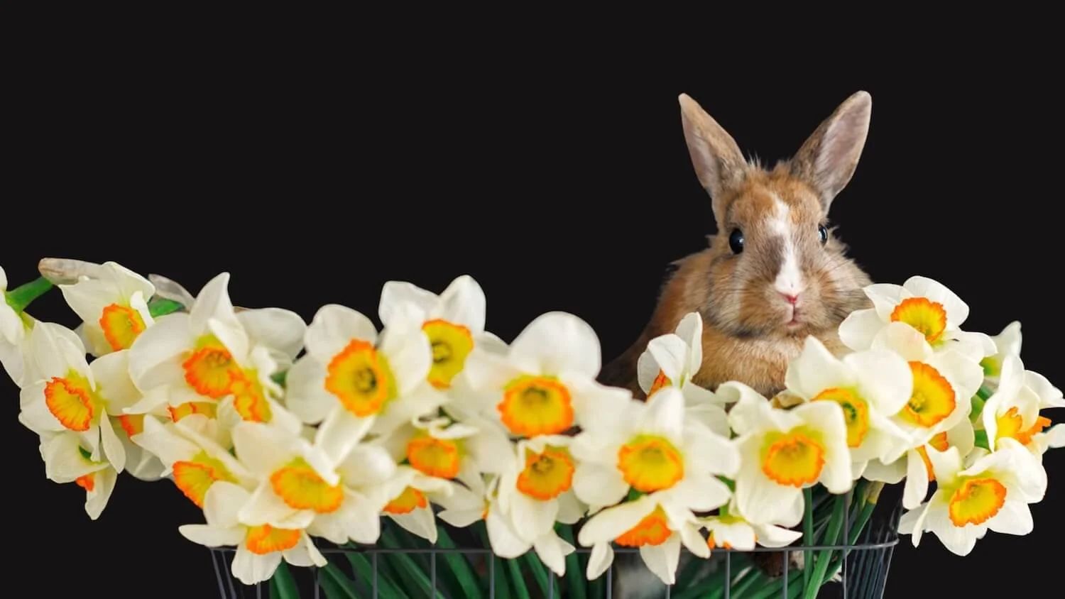 Wonderful Blog Hop Favorites (Row of daffodils with bunny on black background)
