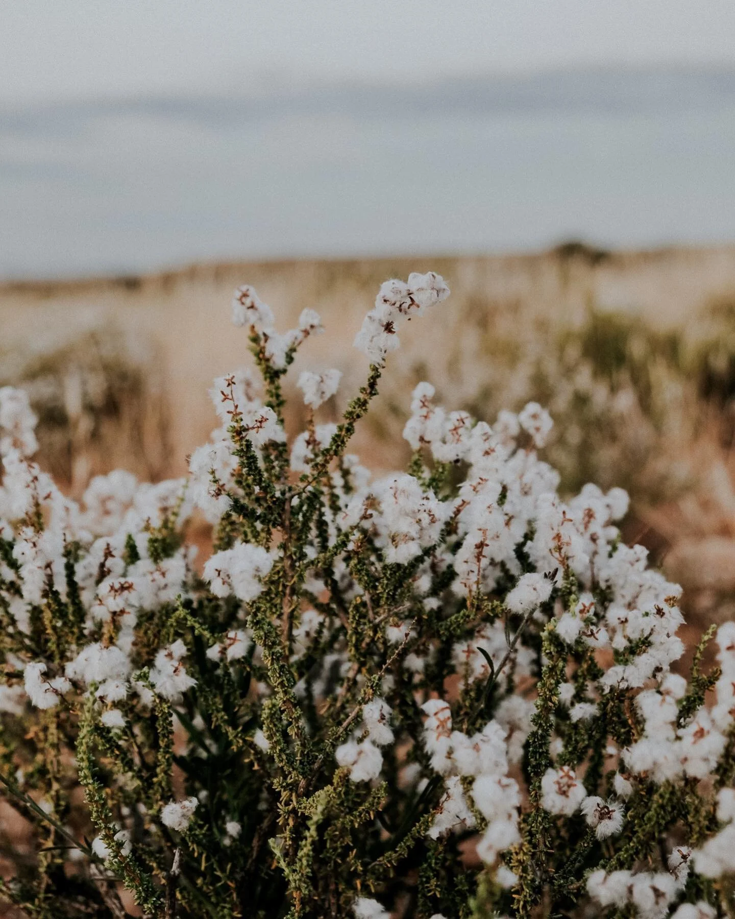 The Karoo.