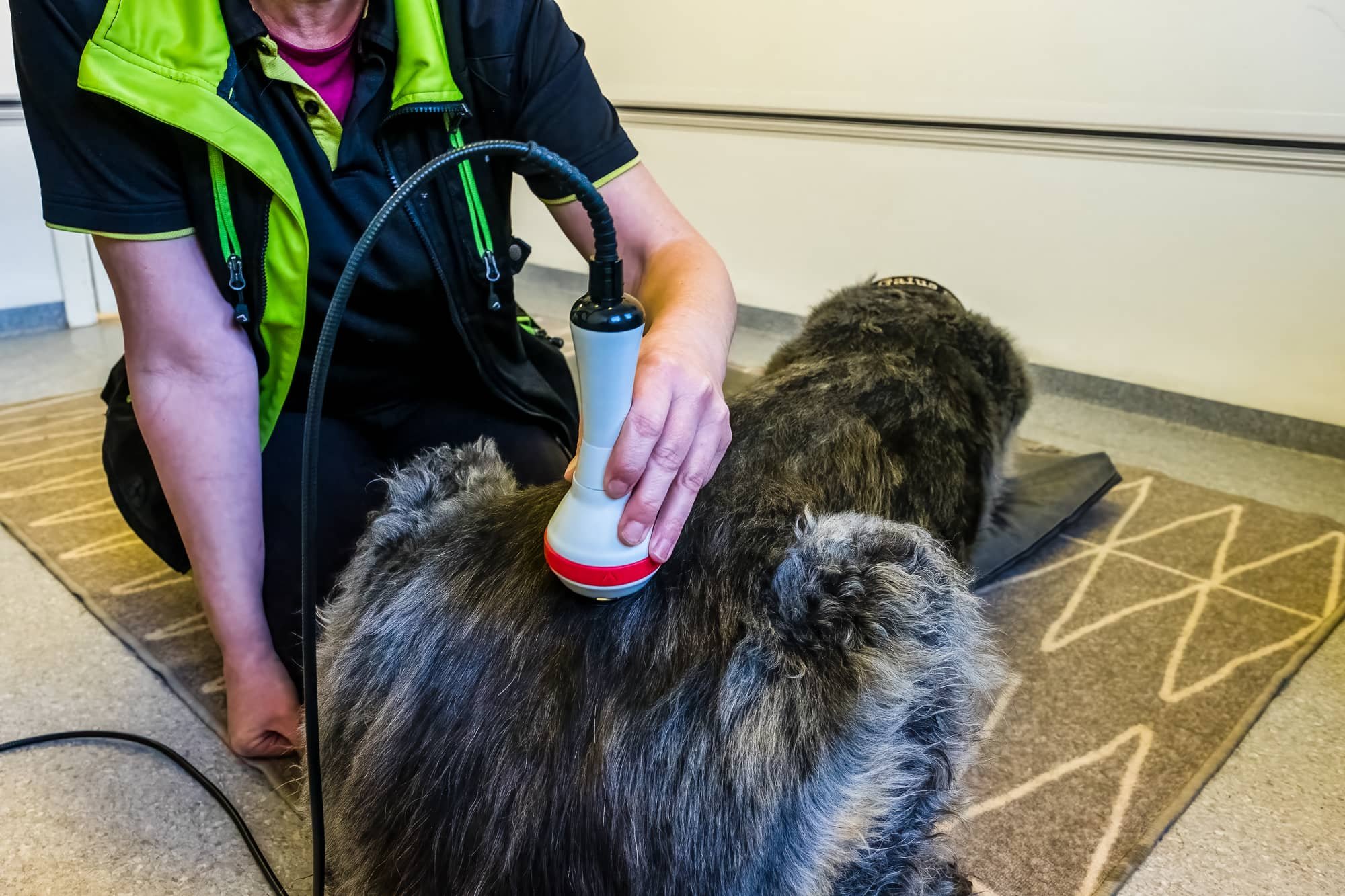 Laserterapi för hundar: För läkning och smärtlindring