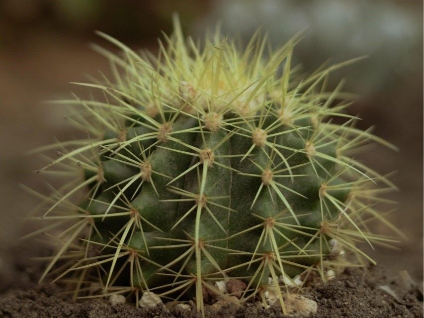 cactus-4715692_1280.jpg