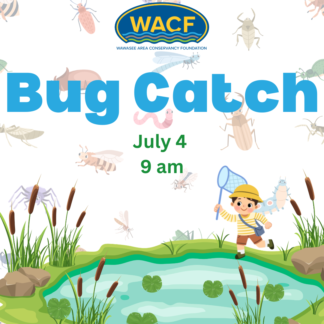 WACF: Bug Catch