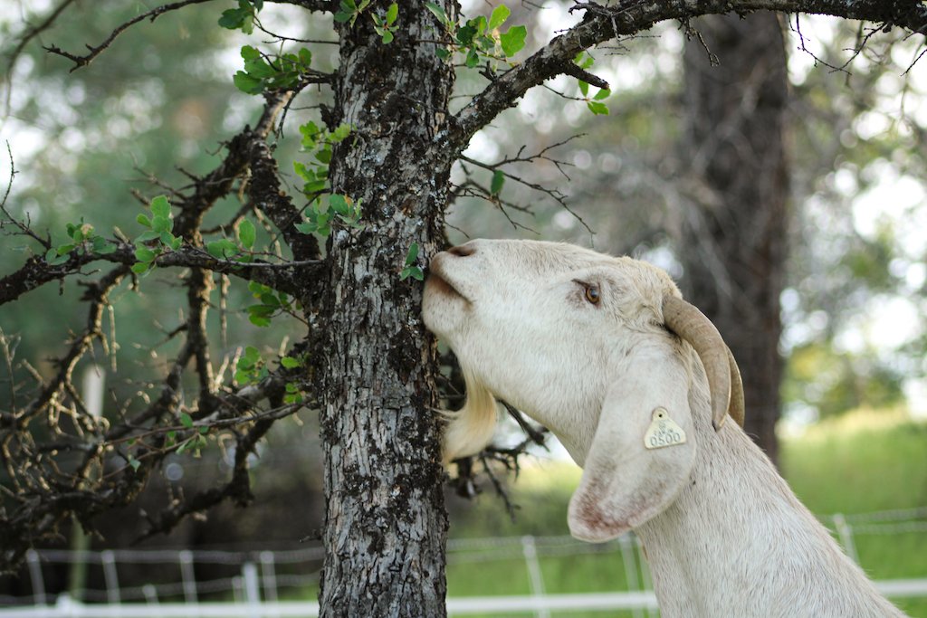  A rental goat eating oak on a targeted grazing job. 