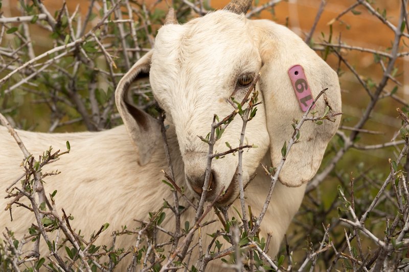  A rental goat eating Ceanothus on a targeted grazing job. 