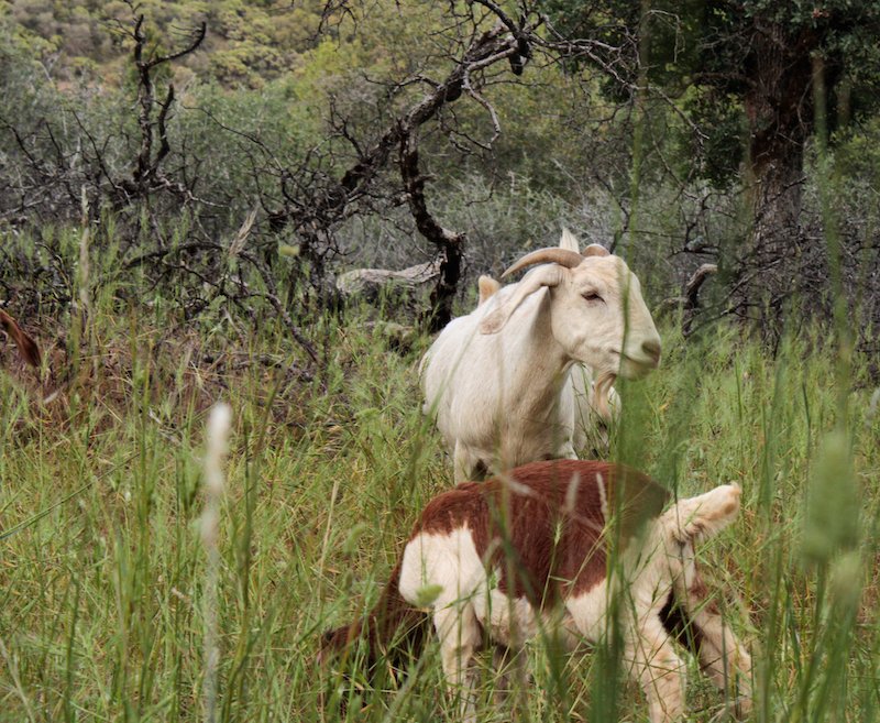  Several rental goats eat tall grass on a targeted grazing job. 