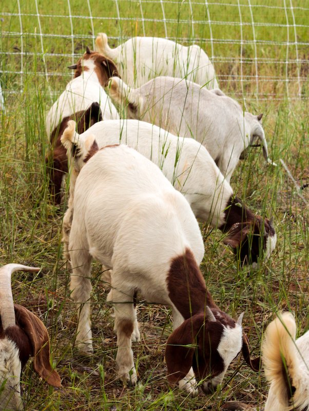  Several rental goats eat down the fire fuel load on a targeted grazing job.  