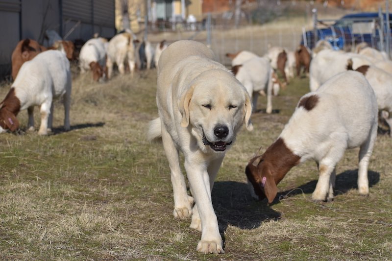  A livestock guardian dog with goats on a targeted grazing job. 