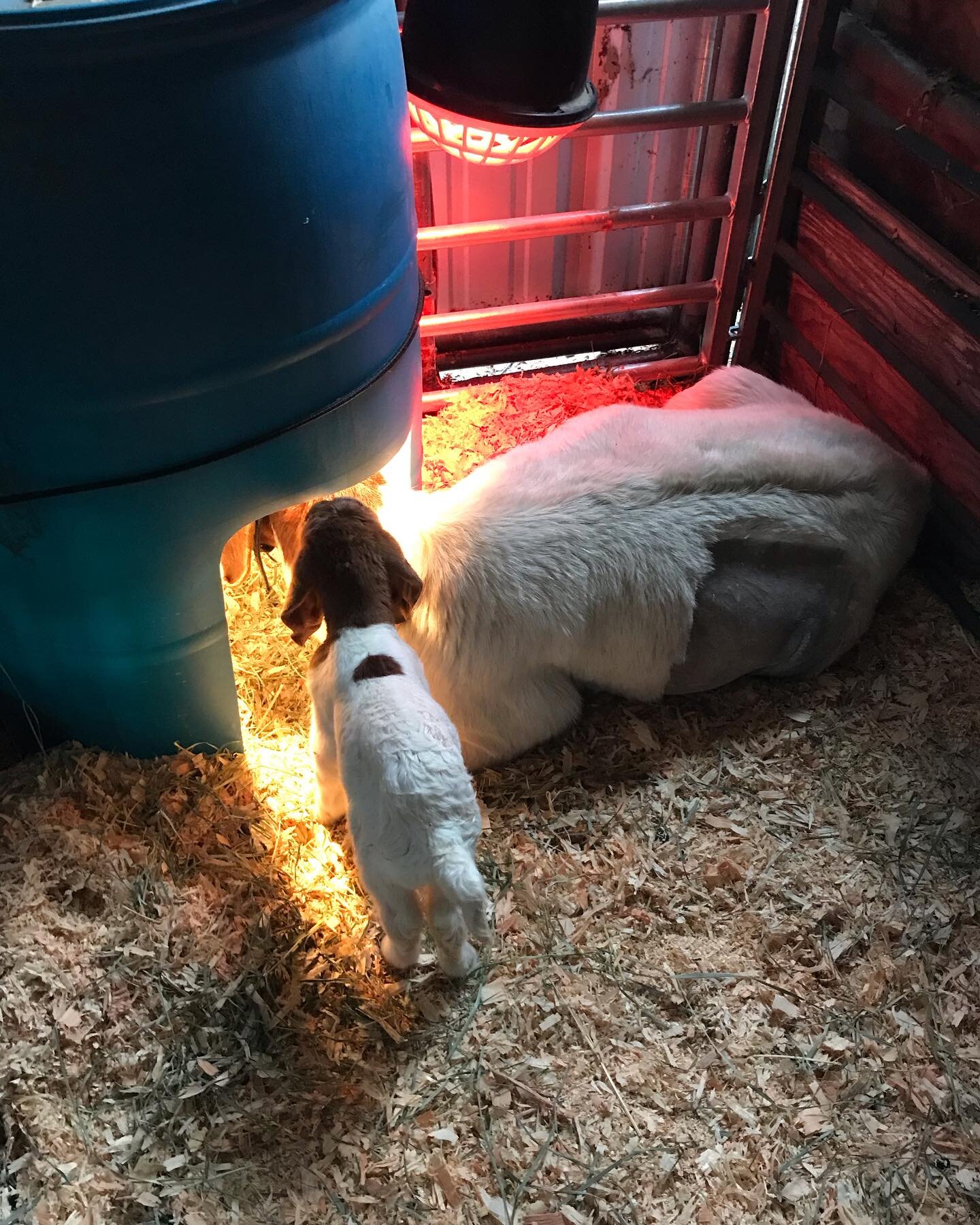 Goat Cesarean Birth, Part 4

CW: Graphic Images of a difficult livestock birth; description of livestock baby loss

I could no longer feel my toes and we were all shivering, but it was finally over and we got mama into a private pen with the stolen t