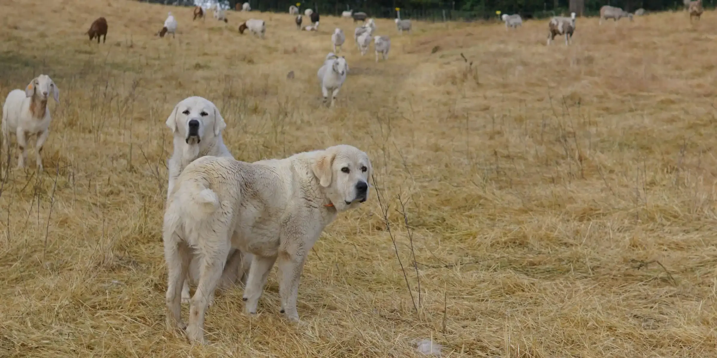 Two livestock guardian dogs protect their sheep and goats on a ranch in Nevada City, CA.