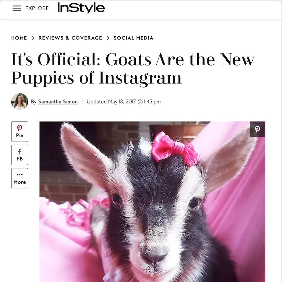 A deep-dive into Instagram's obsession with goats
