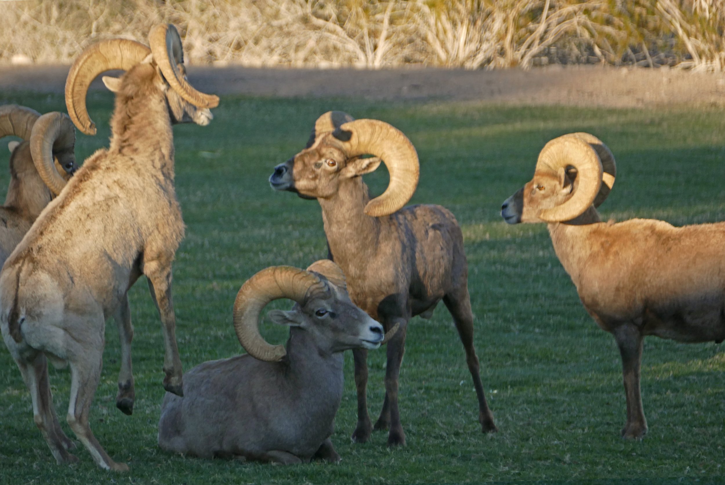 Big horn sheep, Boulder City,  Nevada
