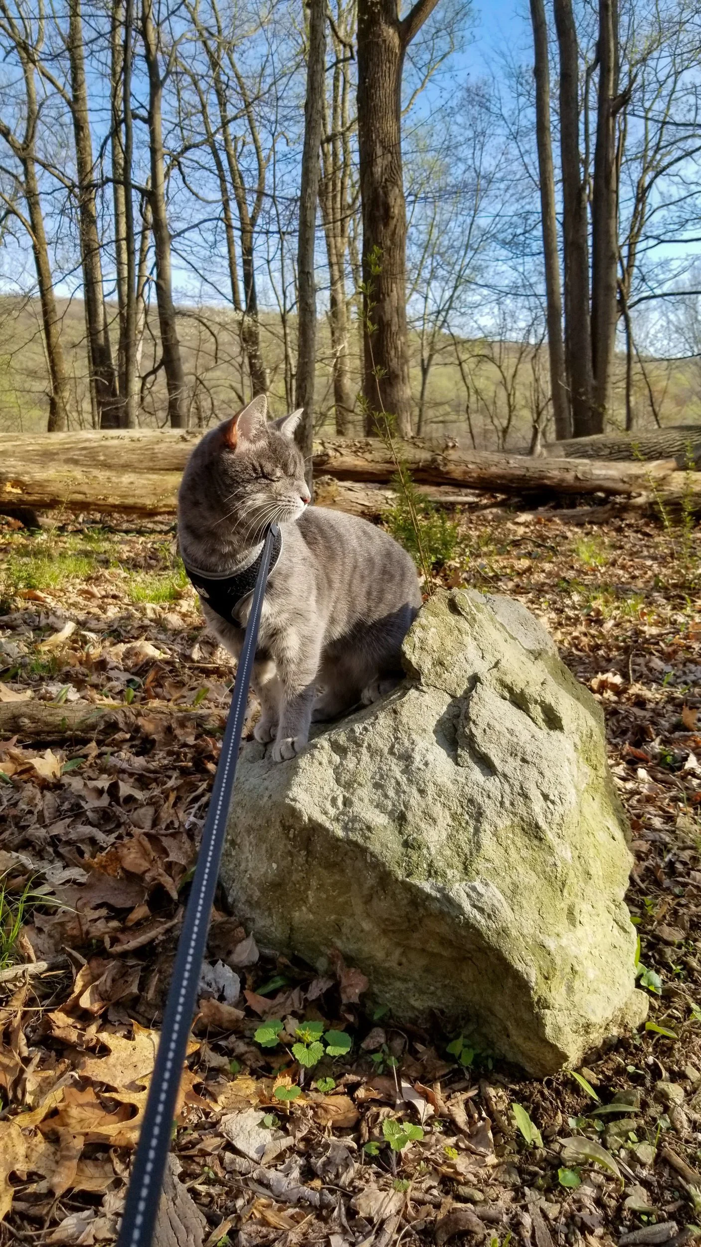 Cat at Catoctin 