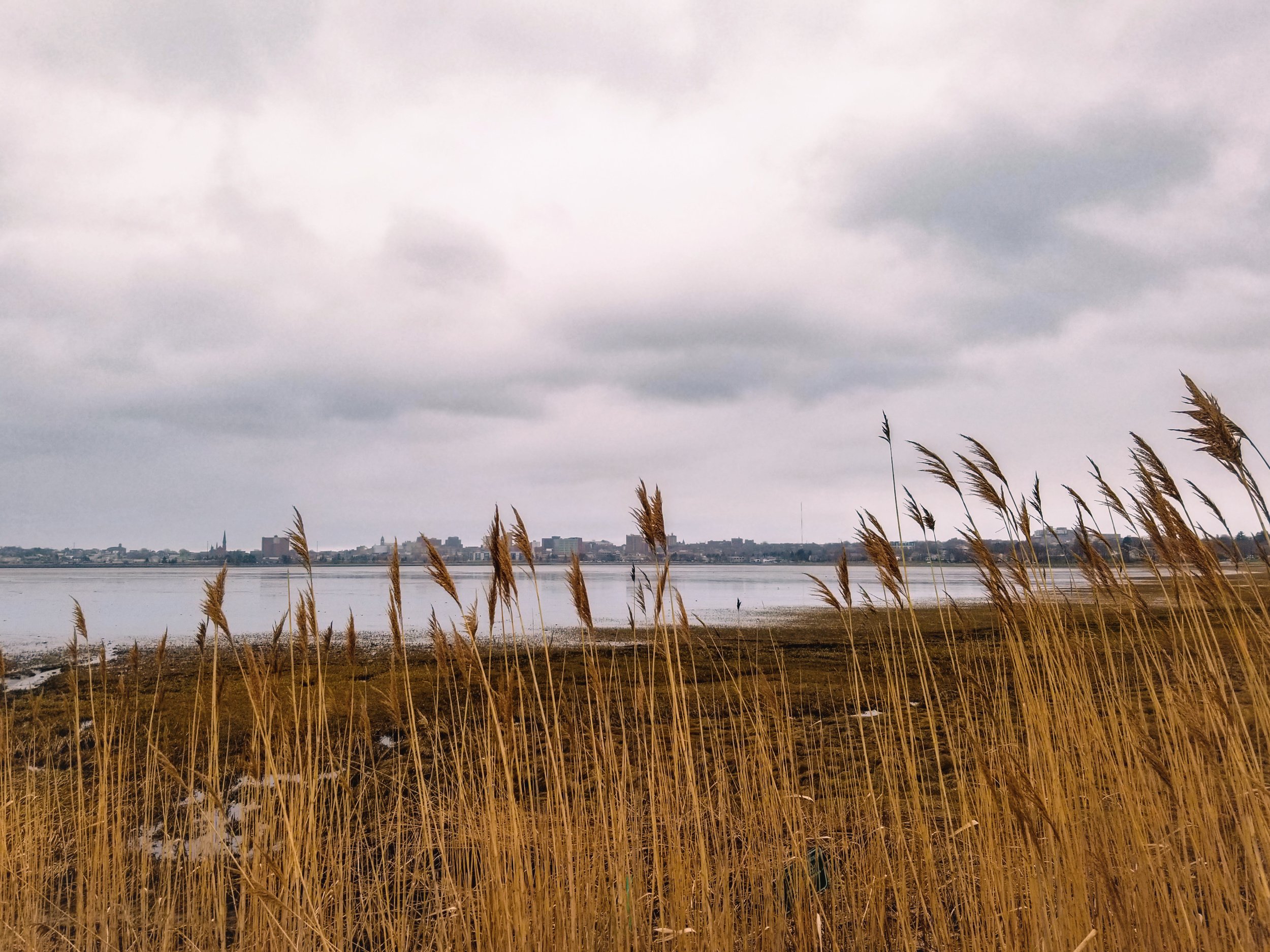Back Cove Trail