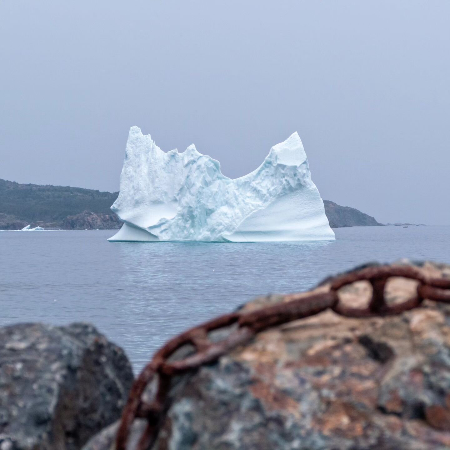 🚐 Crossing the causeway to South Twillingate, I could not contain my delight over the icebergs in the harbor
.
😲 Sammy was perched on the dashboard, completely nonplussed by my sudden frenzied shouting 
.
😲 Exclamations, all expletives, none poeti