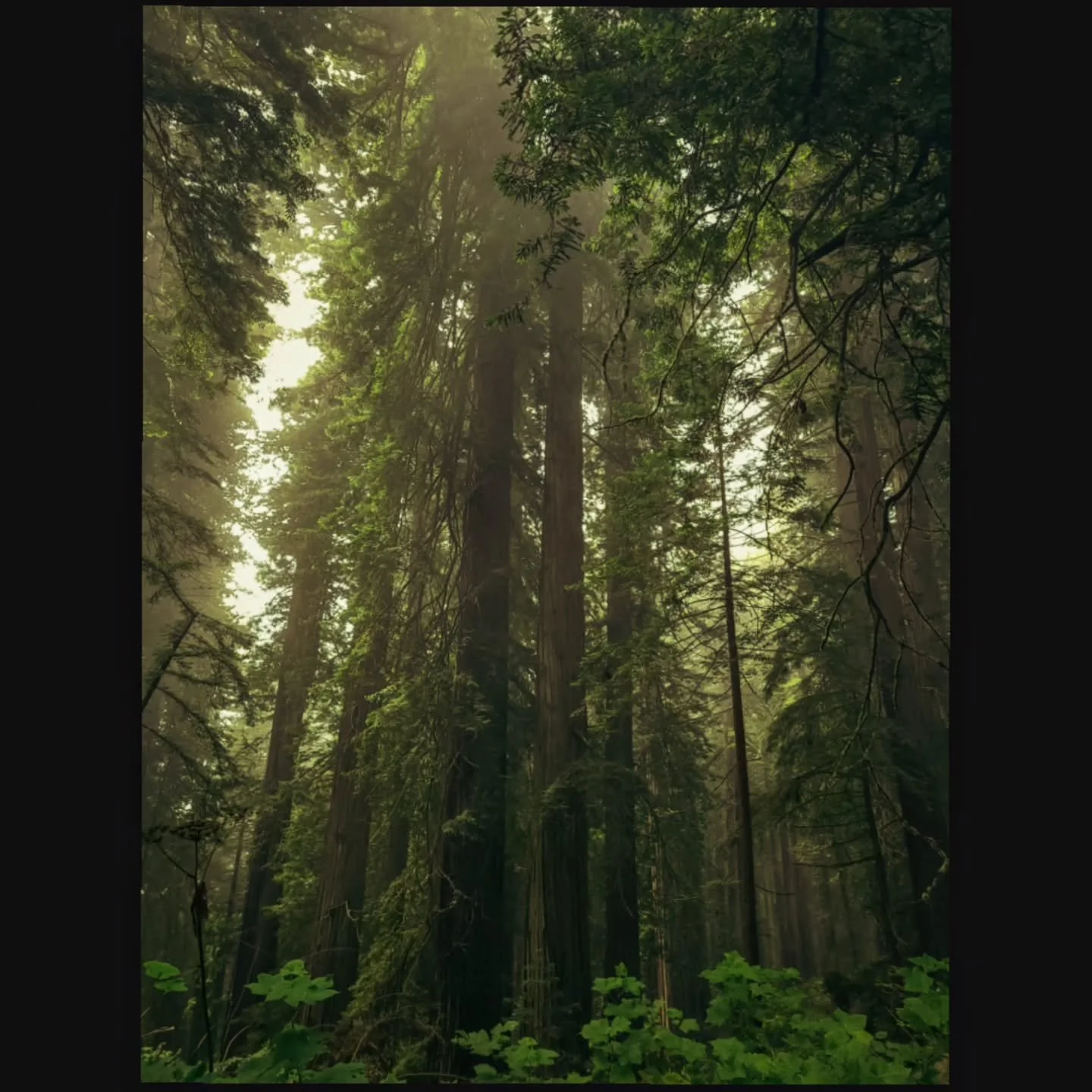 🥾 A walk in the woods

🗓️ 2 August 2025

.
.
.
.
.
.
.
.
.
.
.
.
.
#CAStateParks
#VisitCalifornia
#DriveHWY1
#californiatrip
#californiadream
#californiaroadtrip
#roadtripcalifornia
#renegade_dark
#westcoastbestcoast
#visitcrescentcity