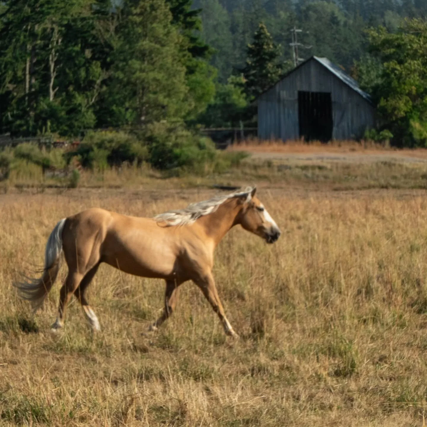 🐎
.
.
.
.
.
.
.
.
.
.
.
.
.
#horses
#horsesofinsta
#horsetagram
#horsesofig
#horsephotography
#horselovers
#horses🐴 
#rural
#rk_horses
#rawkingdom_horses
#renegade_rural
#ruralexposures
#ruralexploration
#rurallife
#ruralphotography
#rsa_rural
#bac