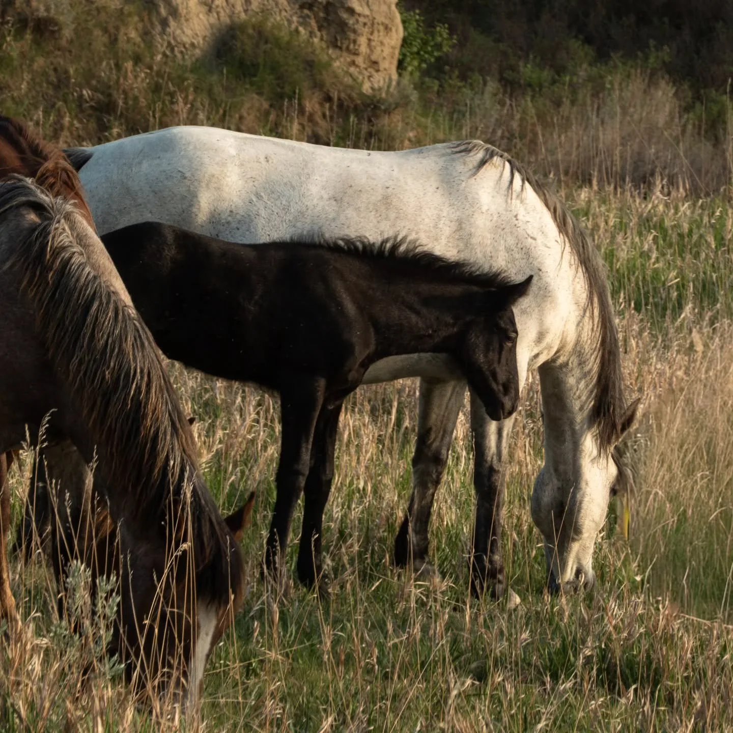 📸 One of those photos whose beauty I didn't appreciate at first 

🐎 Now it's a favorite 🤎

🤔 How often does that happen to you?
.
.
.
.
.
.
.
.
.
.
.
.
@bestofthe_usa
@bestofthe_globe
@bestoftheglobe_horses
@rawkingdom_horses
@backroad_visions
@r