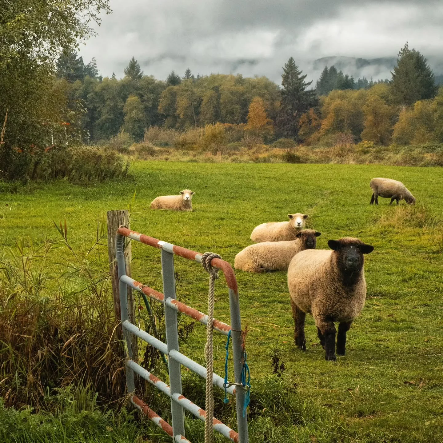 🐑 Made some curious new friends when I stopped by the @petalworksfarm stand last month
.
.
.
.
.
.
.
.
.
#renegade_rural
#ruralexposures
#ruralexploration
#rurallife
#ruralphotography
#rsa_rural
#backroad_visions
#farmlife
#sheep
#scenicwa
#washingt