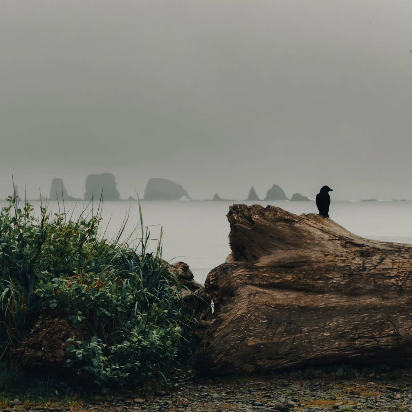 💙 My favorite way to spend Mother's Day - with my son 

🐌 Explored the tidepools on the beaches of Olympic National Park

🌫️ We finished up the day at First Beach where the mist was no less delightful than the sunshine at Ruby Beach

#boymom 
#oly