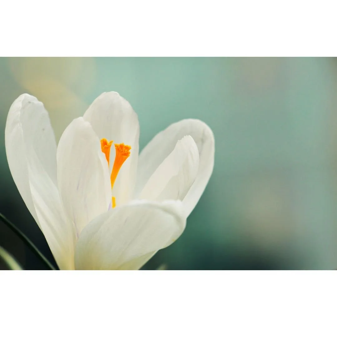 The Healing Power of Nature