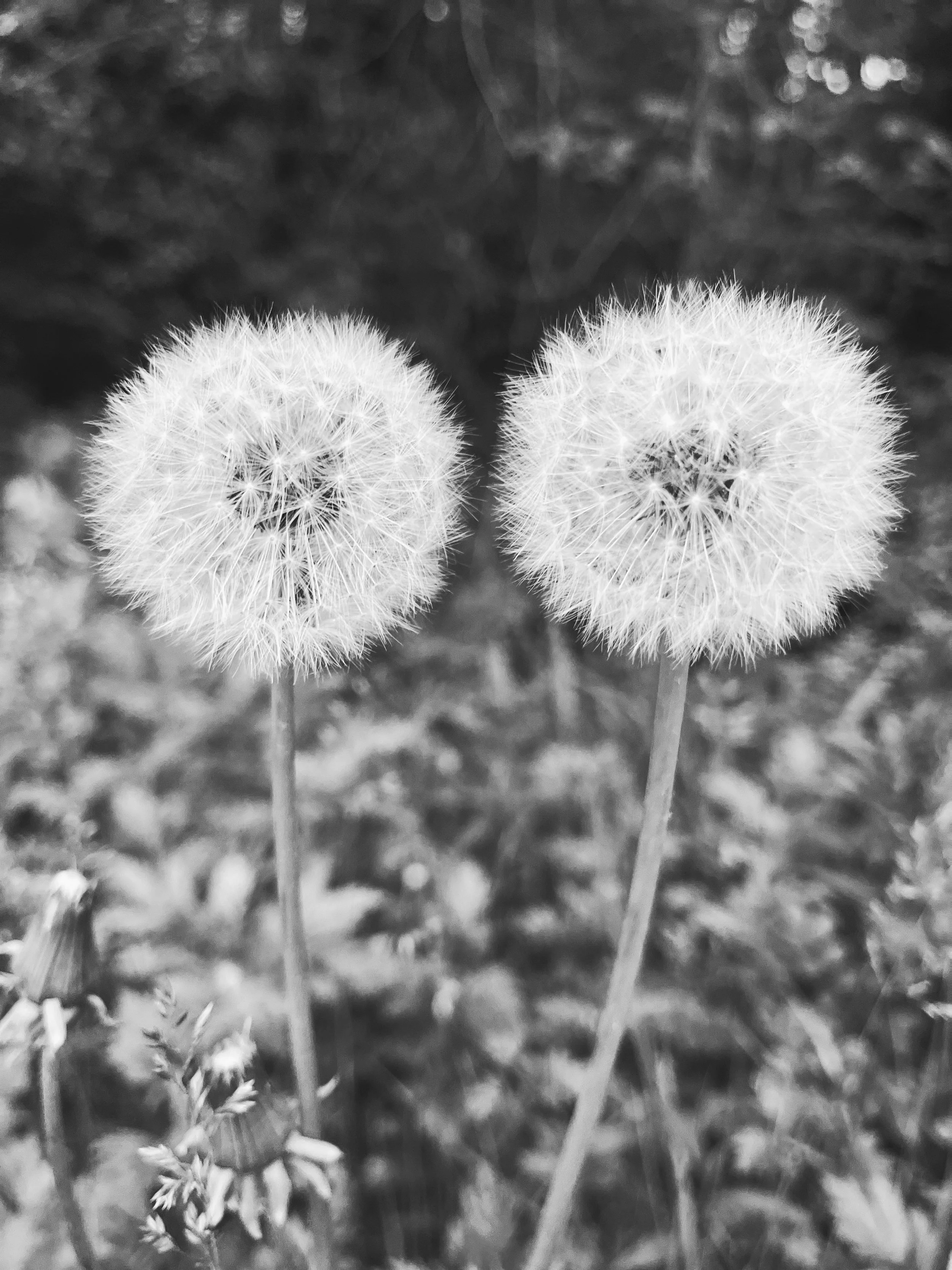 BLACK AND WHITE DANDELION.JPG
