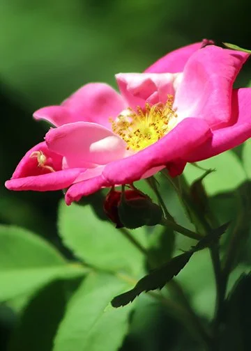 Social Rhetoric: Humanity’s Dream, Humanity’s Nightmare, Humanity’s Reality