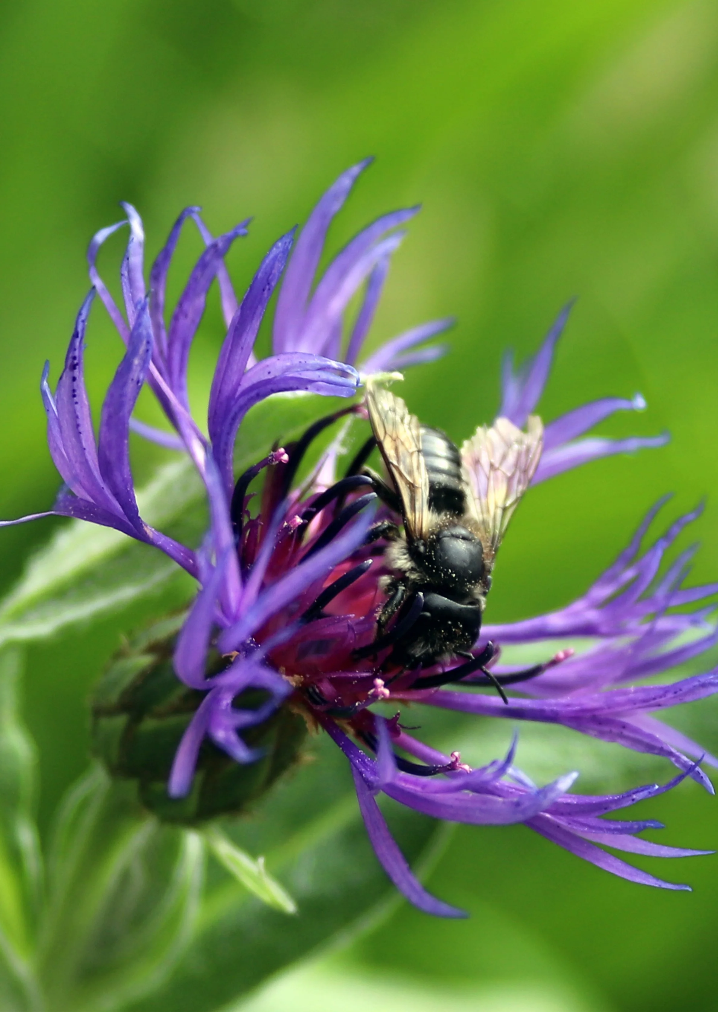 Religion as an “Embedded” Aspect in Greek and Roman Societies: A Collective Identity through millennium&nbsp;
