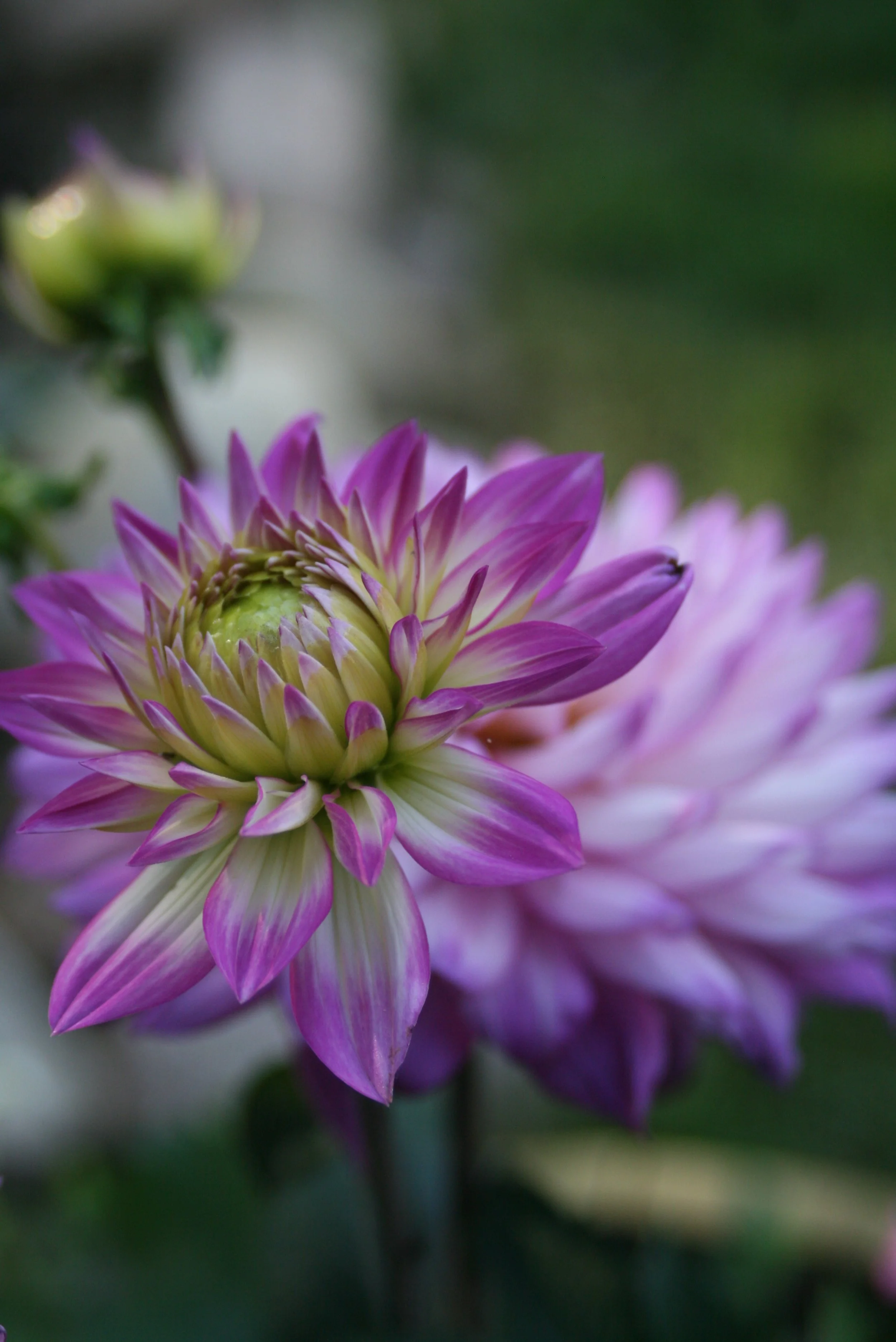 Alberta’s leadership messaging of Covid-19 fails to foster collective sensemaking&nbsp;