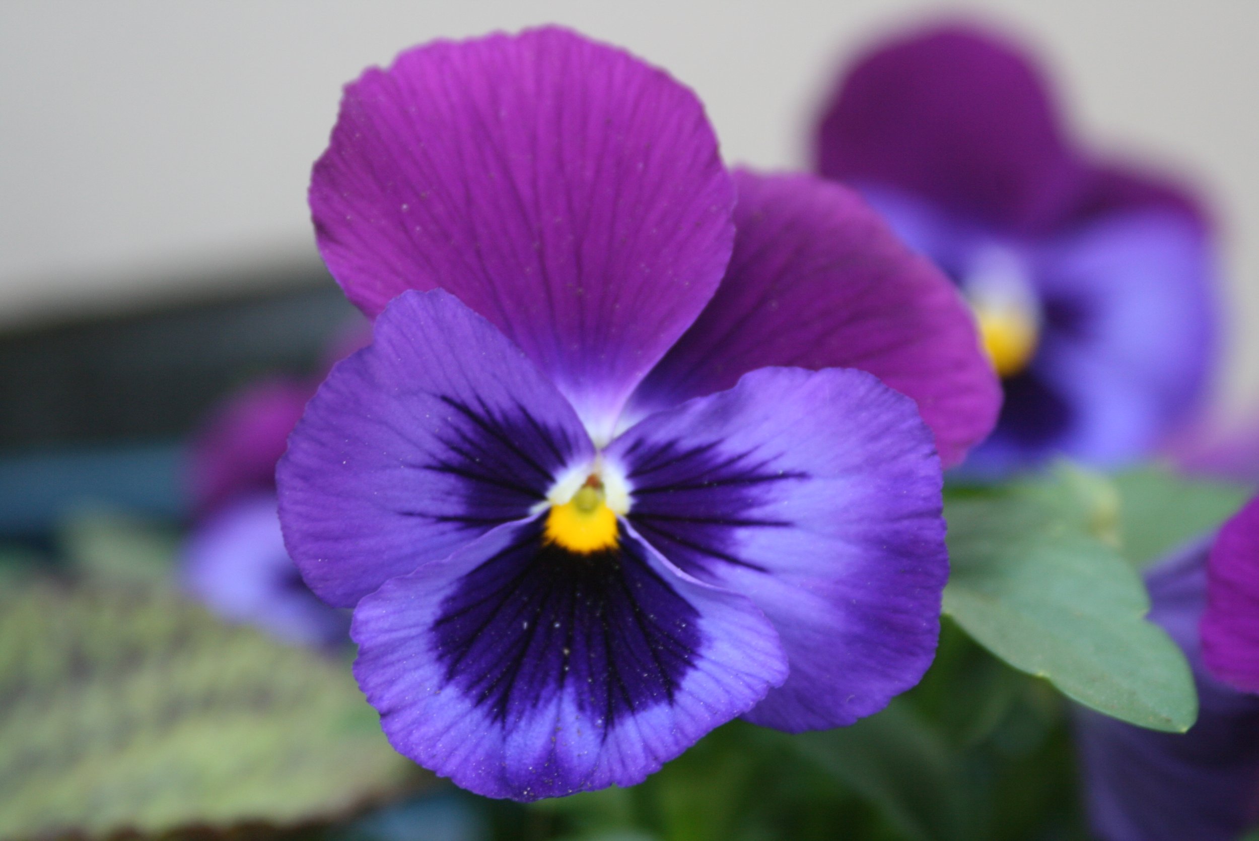 Critical Research Paradigm