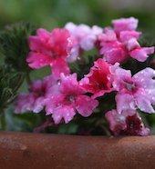 How will Society Respond? Back to the Street with Social Media Creates New Theory Phase