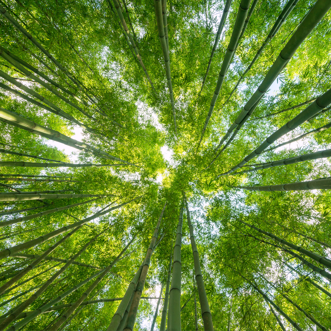 Why Nature Therapy?