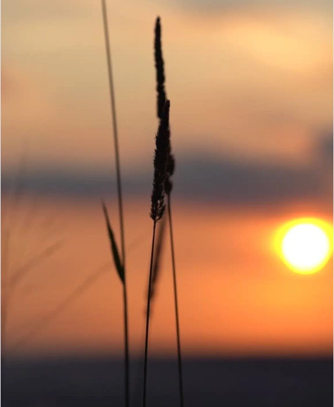 Silhouette of tall grass against a glowing orange and pink sunset with the sun low on the horizon.