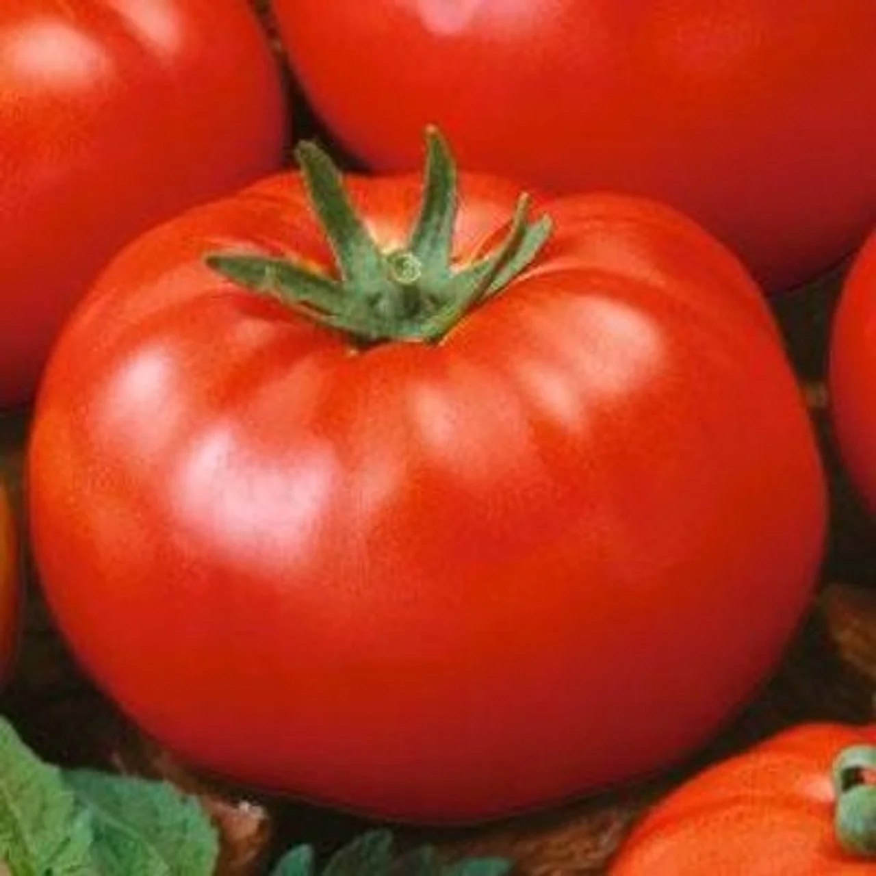 Beefsteak Tomato Plants — Dukes Family Farms