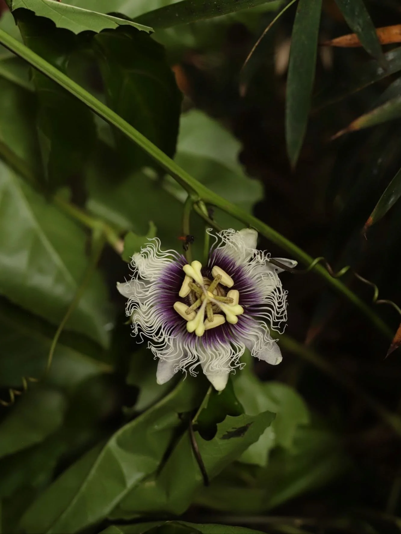 Flowers 🌸 &amp; Mushrooms 🍄. The divine combination that comes with rainy season ⛈️ The first flower is Pasiflora  that&rsquo;s being pollinated 🐝  and will hopefully turn into delicious Passion Fruit! Ah, the absolute magic of living in the tropi