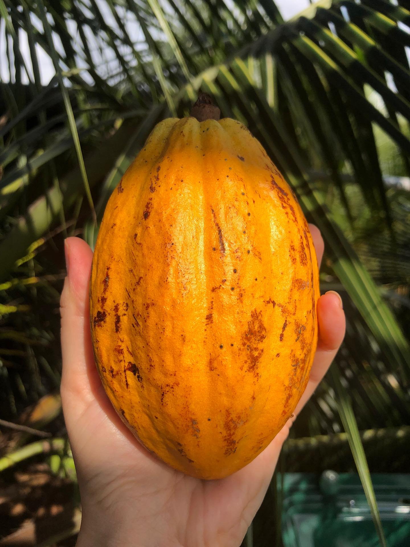 Cacao - Gift from the Gods 🍫  used in ceremonies to connect with ancestors and the spirit of the land. Often prepared as a special, bitter drink for rituals and festivities, with the Bribri women (one of the indigenous tribes of Costa Rica) playing 