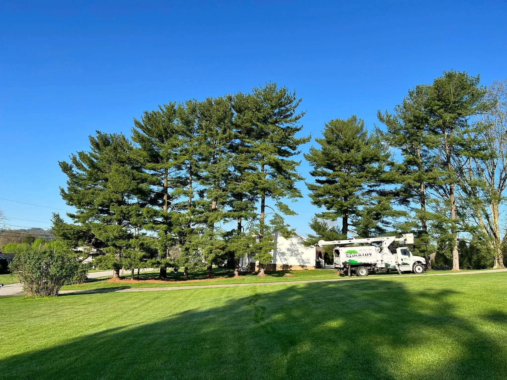 A clear blue sky with a line of tall pine trees and a well-maintained green lawn in the foreground. A utility truck is visible behind the trees.