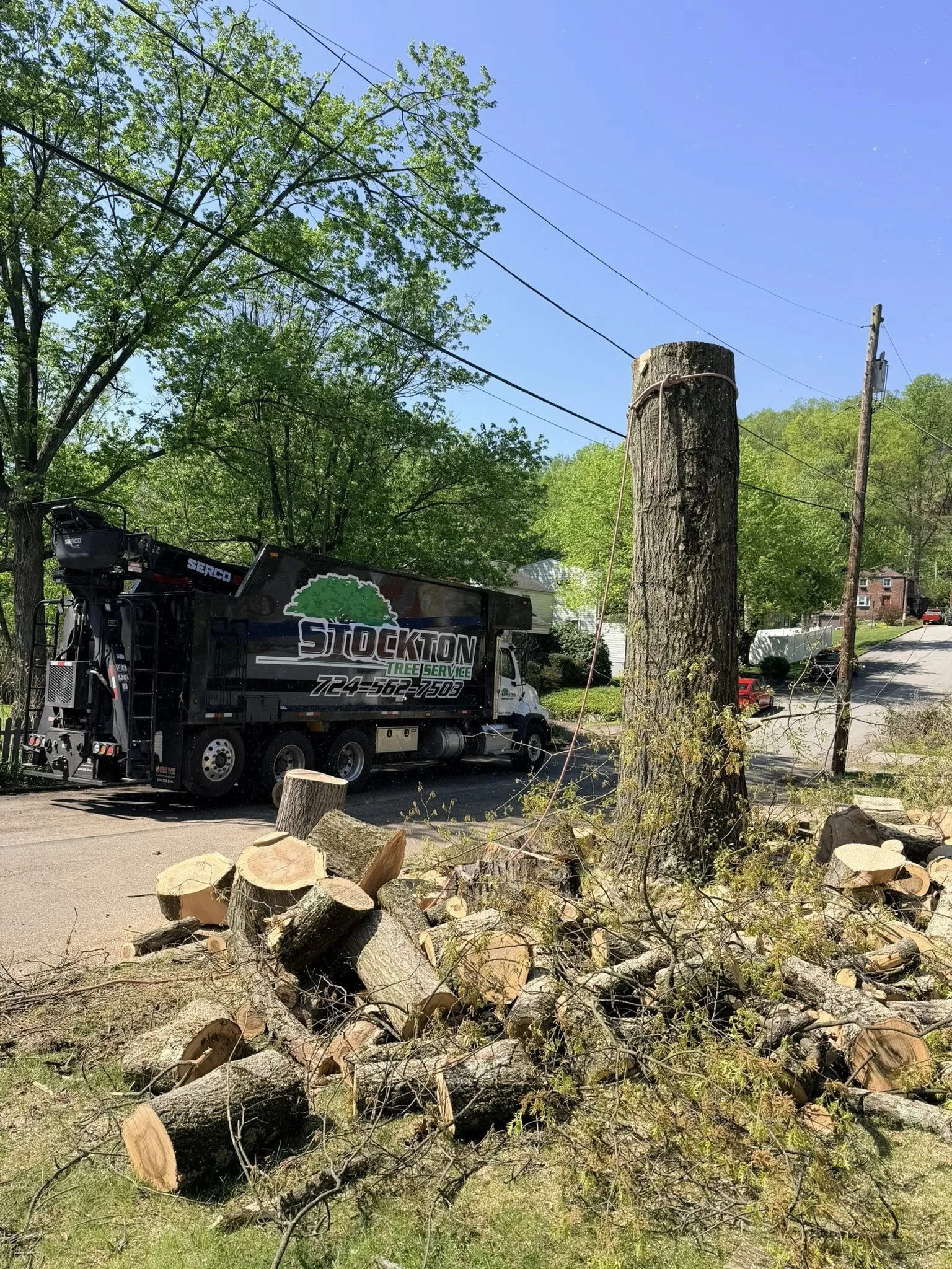 Tree stumps and fallen branches on the ground after tree removal, with electrical poles and wires in the background, clear blue sky, in a residential neighborhood.