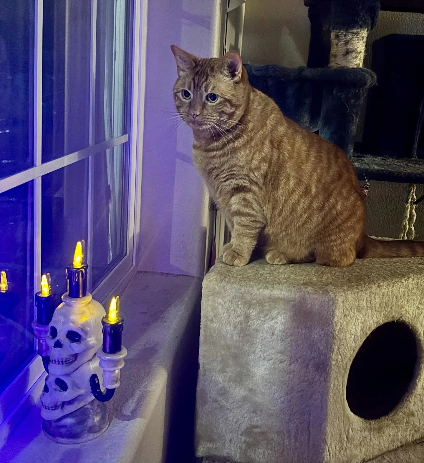 &ldquo;I protect the family&rdquo; they whisper as they consider the tiny trick or treaters outside.