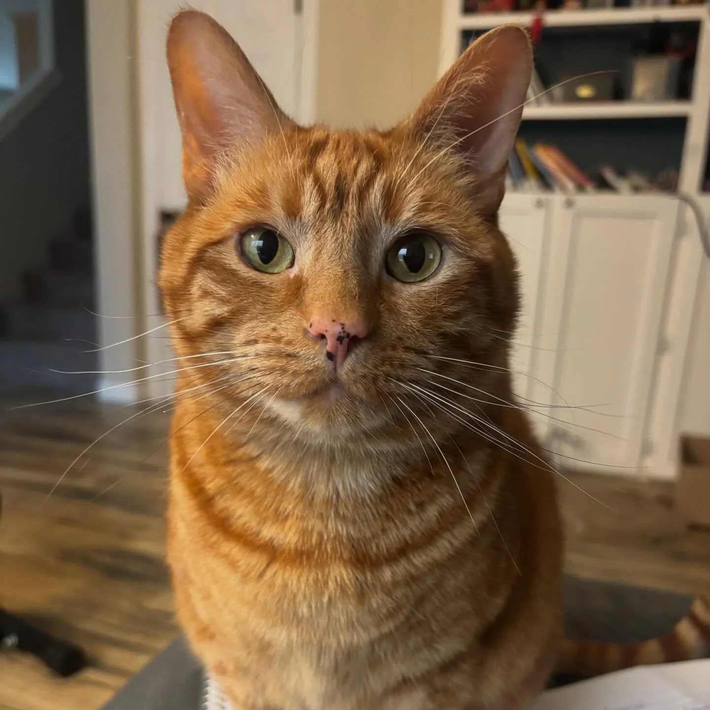 We&rsquo;re in liminal/cheese week.

This is my favorite week of the whole year. 

It is a wibbly-wobbly timey-whimey space that always feels special. 

The real world will start again soon, but for now I&rsquo;m  thinking big thoughts, making plans,