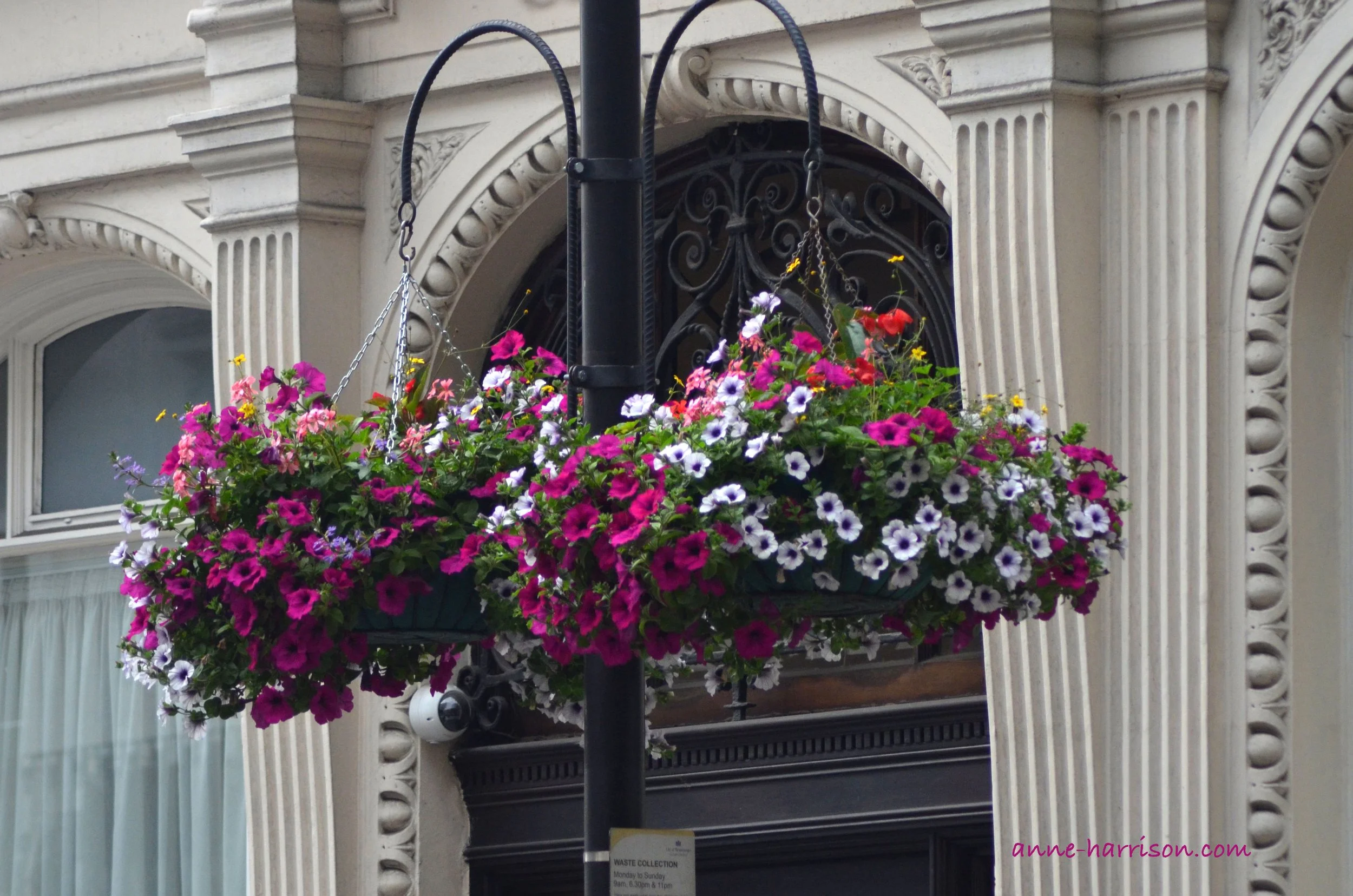 A hanging basket outside a building with a white facade. Most of the flowers are petunias which are white  or dark pink with a purple centre.