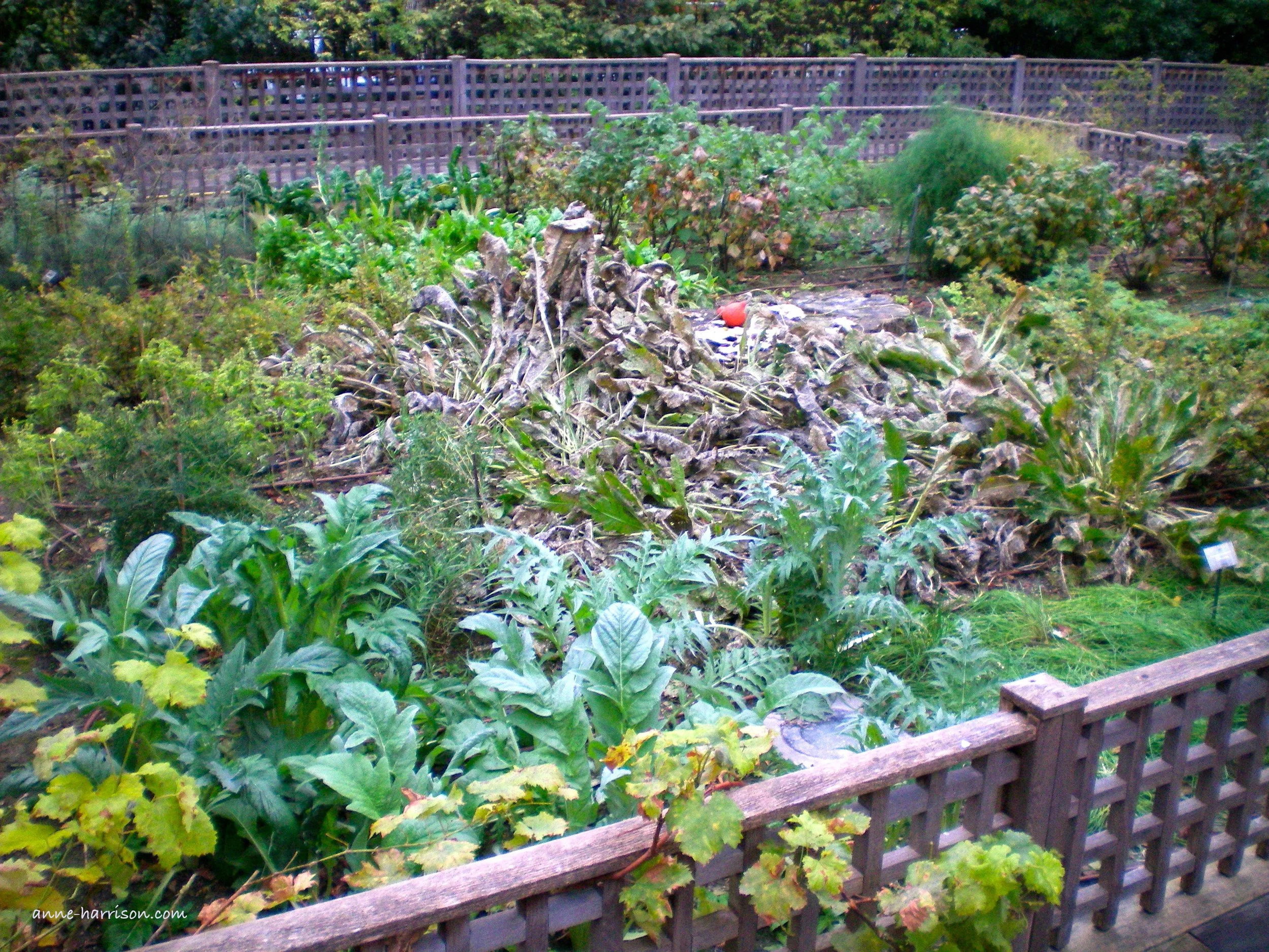 medicinal-garden.jpg
