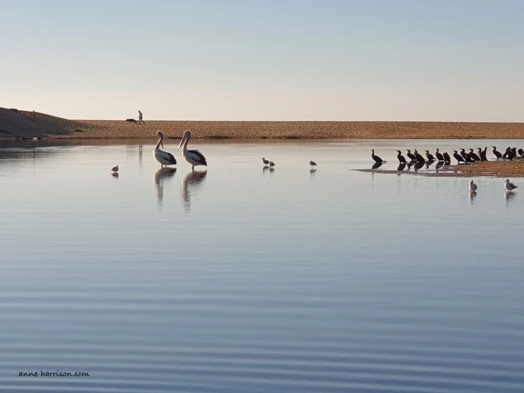 Pelicans, seagulls and cormorants in a lagoon at a beach.
