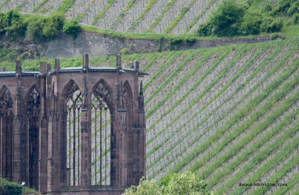 Vineyards on a steep hill seen through the ruins of an old church