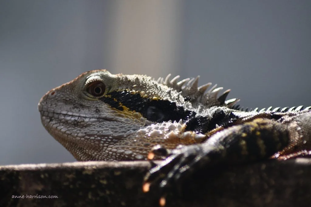 Closeup shot of the head of a water dragon, in profile
