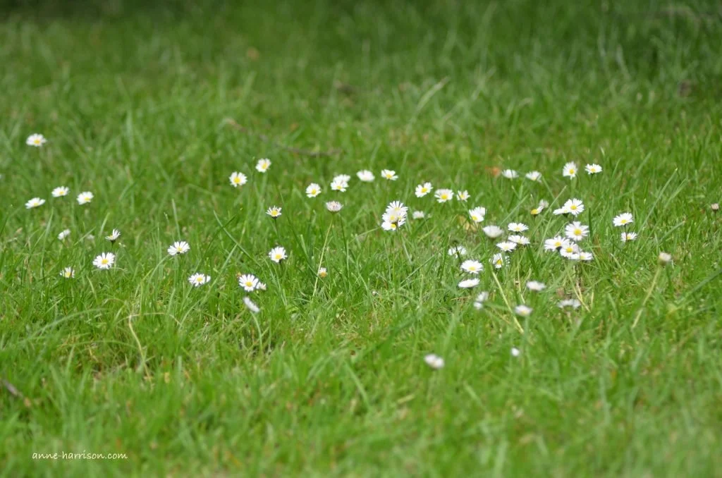 Small white daisies with yellow centres growing in a field of grass.