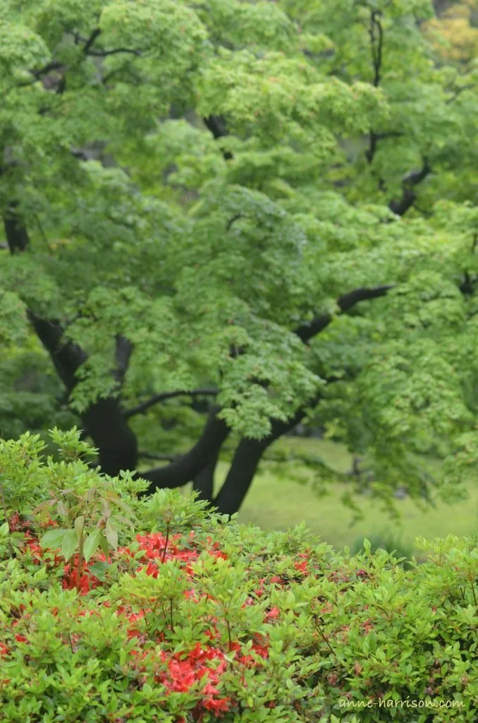 An azalea just beginning to bloom, with a large tree and parklands in the background