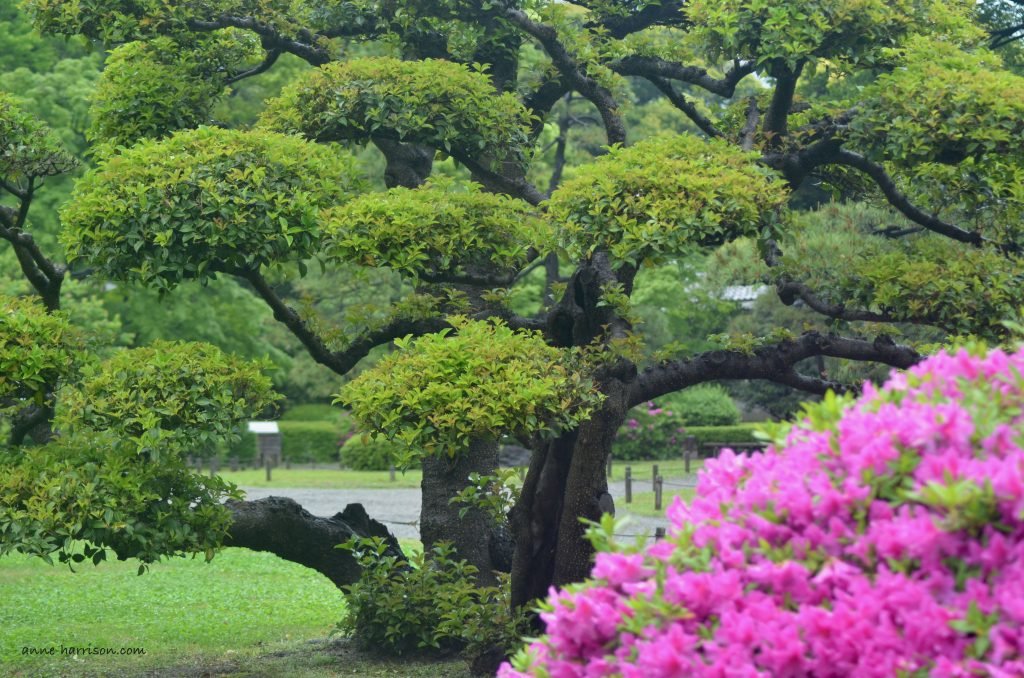 Azaleas in bloom in  a japanese garden, with a large tree in the background