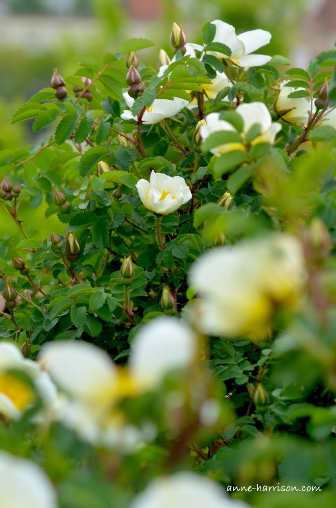 A rose bush covered in white roses and buds