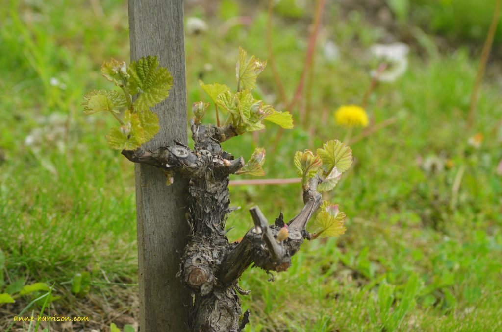 King Wenceslas and His Vineyard