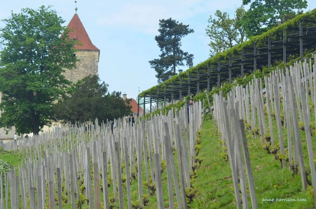 Stakes supporting vines below Prague Castle