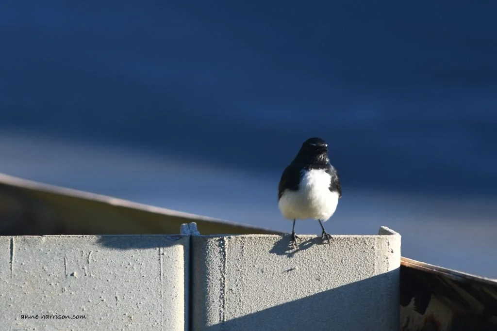 A willy wag-tail standing on a metal fence, with a blue background